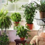 Правильный уход за комнатными растениями